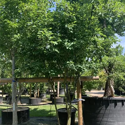Schirmform 150-200 x 200-250 23-15B 1100 - Kupfer-Felsenbirne - Amelanchier lamarckii - Collection