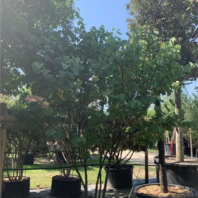 Schirmform 200-250 24-A45 1790 - Gemeiner Judasbaum - Cercis siliquastrum - Collection
