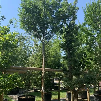 Hochstamm 14-16 24-1231 795 - Blumenesche 'Obelisk' - Fraxinus ornus 'Obelisk' - Collection