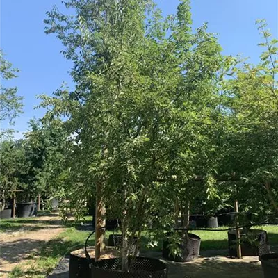 Solitär 350-400 24-1218 1250 - Zierapfel 'Evereste' -R- - Malus 'Evereste' -R- - Collection
