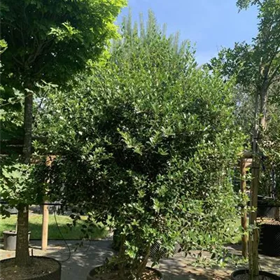Solitär VK24-027 1490 - Stachelblättrige Duftblüte - Osmanthus heterophyllus - Collection