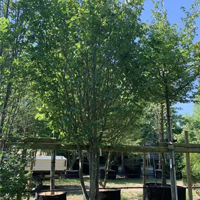 Schirmform 400-450 24-1242 3900 - Eisenbaum 'Vanessa' - Parrotia persica 'Vanessa' - Collection