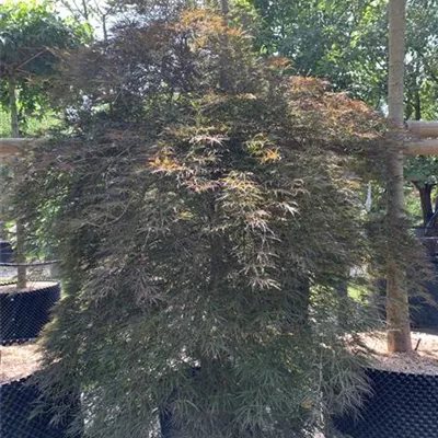 Solitär 25-068 2618 - Roter Schlitzahorn 'Ornatum' - Acer palmatum 'Ornatum' - Collection