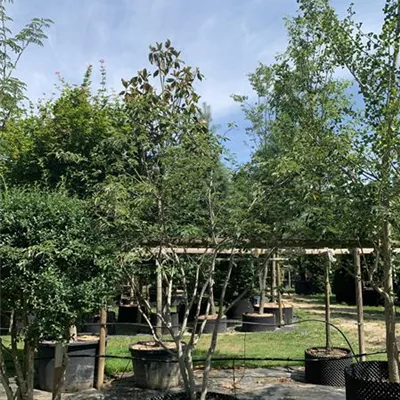 Schirmform 300-350 24-1253 1950 - Kupfer-Felsenbirne - Amelanchier lamarckii - Collection