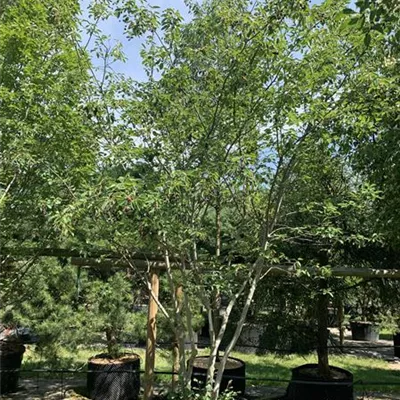 Schirmform 25-032 - Kupfer-Felsenbirne - Amelanchier lamarckii - Collection