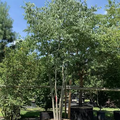 Schirmform 200-300 x 350-400 24-B80 2090 - Südlicher Zürgelbaum - Celtis australis - Collection