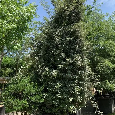 Solitär VP24-8010 2521 - Wintergrüne Ölweide - Elaeagnus x ebbingei - Collection