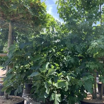 Solitär 25-067 1150 - Feige - Ficus carica CAC - Collection