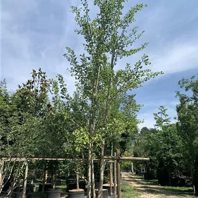 Solitär 500-550 24-1252 2950 - Fächerblattbaum - Ginkgo biloba - Collection