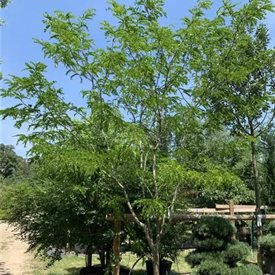 Schirmform 200 - 250 x 300 - 350, Nr. 22.32A 1980 - Lederhülsenbaum 'Skyline' - Gleditsia triacanthos 'Skyline' - Collection