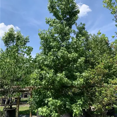 Solitär 150-200 x 500-600 24-B55 1650 - Amerikanischer Amberbaum - Liquidambar styraciflua - Collection