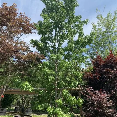 Solitär 500-600 24-1260 3142 - Amerikanischer Amberbaum - Liquidambar styraciflua - Collection
