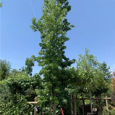 Solitär VP24-8019 3729 - Amerikanischer Amberbaum - Liquidambar styraciflua - Collection