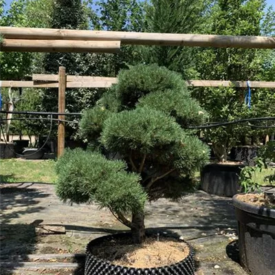 Bonsaiform 100-125 24-E44 2610 - Kugel-Kiefer 'Mops' - Pinus mugo 'Mops' - Collection