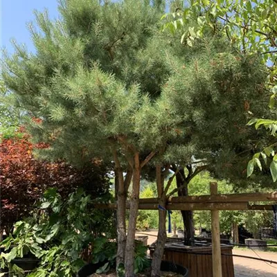 Pinienform 24/25-47A 7350 - Kiefer - Pinus sylvestris - Collection