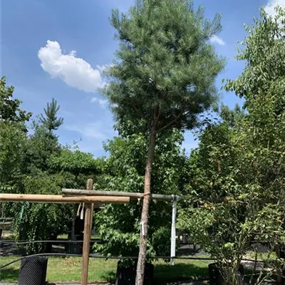 Hochstamm 30 - 35 25-625 2816 - Kiefer - Pinus sylvestris - Collection