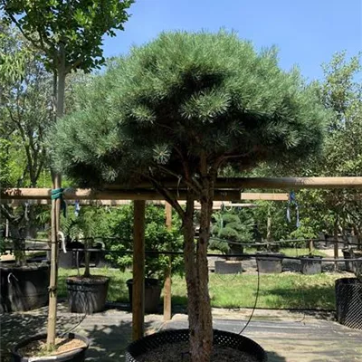 Schirmform 125-150 x 200-225 24/25-E12 4130 - Silberkiefer - Pinus sylvestris 'Watereri' - Collection