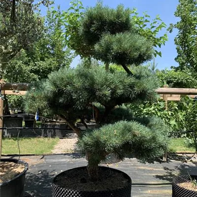 Bonsaiform 150-200 x 175-200 24-E13 4050 - Silberkiefer - Pinus sylvestris 'Watereri' - Collection