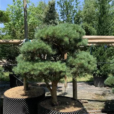 Bonsaiform 125-150 2660 - Silberkiefer - Pinus sylvestris 'Watereri' - Collection