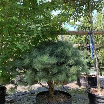 Schirmform 100-125 x 100-125 24-E52 1340 - Silberkiefer - Pinus sylvestris 'Watereri' - Collection