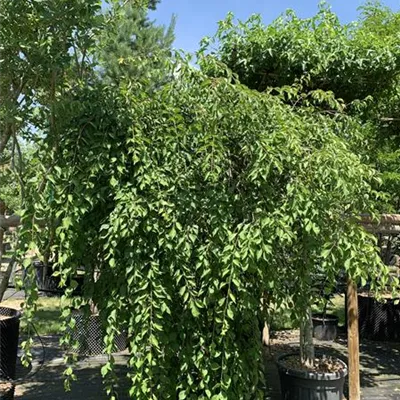 Solitär / EXC 300-350 HP24-544 1770 - Japanische-Hänge-Aprikose - Prunus mume 'Pendula' - Collection