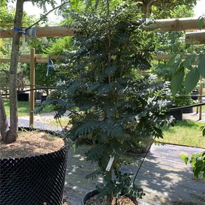 Solitär 24/25-E28 390 - Pyramiden-Eberesche - Sorbus aucuparia 'Fastigiata' - Collection