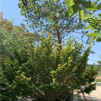 MB 300-325 313.251 3291 - Straucheibe 'Washingtonii' - Taxus baccata 'Washingtonii' - Collection