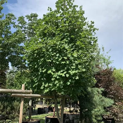 Schirmform 400-450 24-B23 4350 - Schneeballahorn - Acer opalus - Collection
