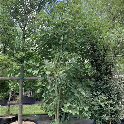 Schirmform 25-190 1350 - Schneeballahorn - Acer opalus - Collection