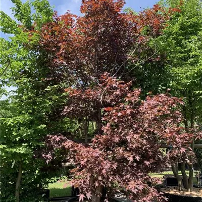 Solitär 400-450 Nr. HP23-22 4100 - Roter Fächerahorn 'Bloodgood' - Acer palmatum 'Bloodgood' - Collection