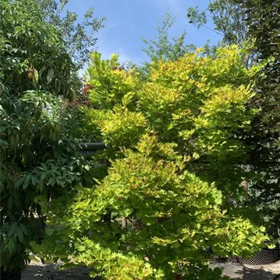 Solitär / EXC 225-250 HP24-199 2580 - Japanischer Goldahorn 'Aureum' - Acer shirasawanum 'Aureum' - Collection