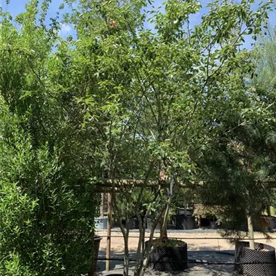 Schirmform 25-153 1750 - Kupfer-Felsenbirne - Amelanchier lamarckii - Collection