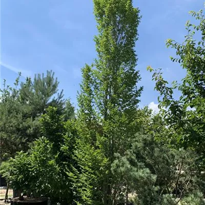 Solitär 600-700 24-1307 2100 - Pyramiden-Hainbuche 'Fastigiata' - Carpinus betulus 'Fastigiata' - Collection