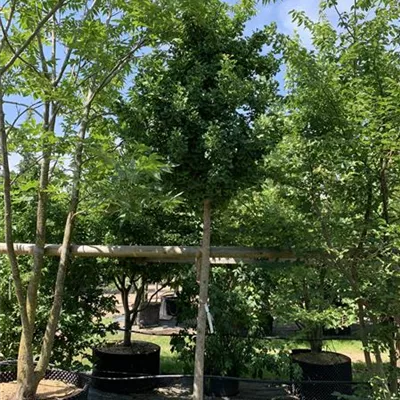 Hochstamm 16-18 HP24-23 940 - Fächerblattbaum 'Mariken' - Ginkgo biloba 'Mariken' - Collection