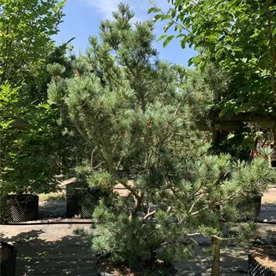 Solitär 150-175 HP24-679 1351 - Zwergkiefer 'Oosthoek' - Pinus pumila 'Oosthoek' - Collection