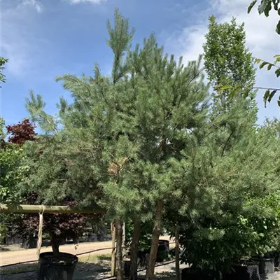 Charakterbaum 50-60 23-65D 7500 - Kiefer - Pinus sylvestris - Collection