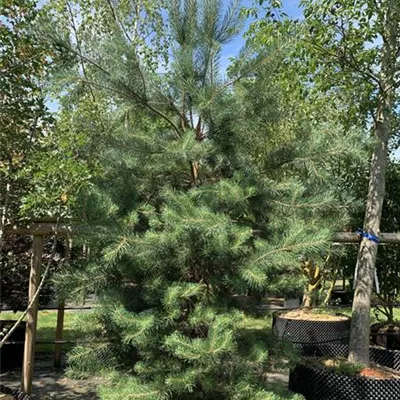 Solitär GP25-0051 1050 - Kiefer - Pinus sylvestris - Collection