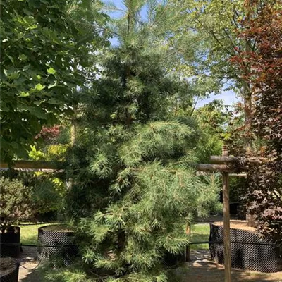 Solitär GP25-0050 1050 - Kiefer - Pinus sylvestris - Collection