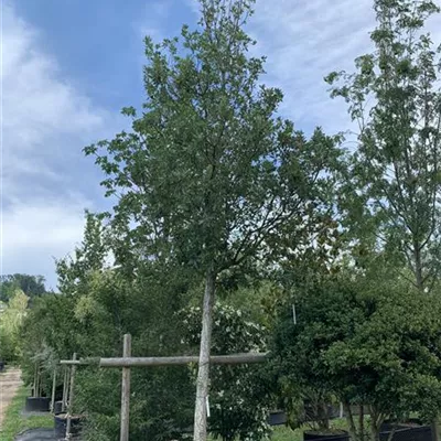 Hochstamm 25-30 24-A52 2690 - Spanische Eiche 'Wageningen' - Quercus hispanica 'Wageningen' - Collection