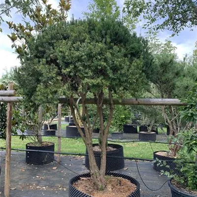 Schirmform 200-.225 Nr. 62/46D 2850 - Fruchtende Bechereibe - Taxus media 'Hicksii' - Collection