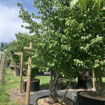 Schirmform 25-583 2861 - Eisenbaum 'Vanessa' - Parrotia persica 'Vanessa' - Collection