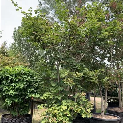 Solitär 275-300 HP24-115 3250 - Japanischer Ahorn 'Vitifolium' - Acer japonicum 'Vitifolium' - Collection