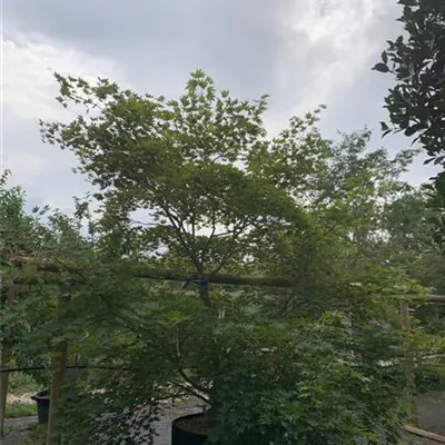 Solitär 250-275 24-1207 1540 - Fächerahorn - Acer palmatum - Collection