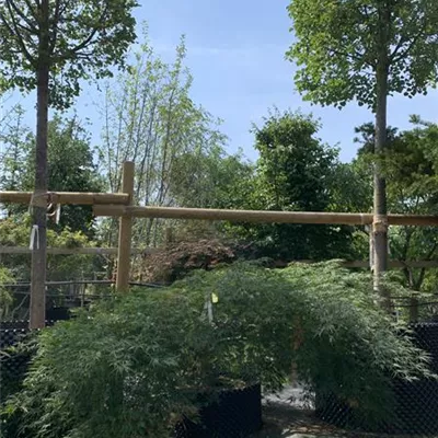 Solitär 25-305 - Grüner Schlitzahorn - Acer palmatum 'Dissectum' - Collection