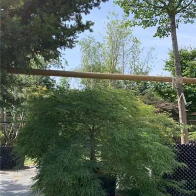 Solitär 25-306 - Grüner Schlitzahorn - Acer palmatum 'Dissectum' - Collection