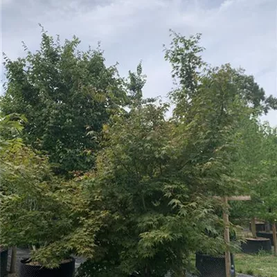Solitär 225-250 HP22-98B 2300 - Fächerahorn 'Inazuma' - Acer palmatum 'Inazuma' - Collection