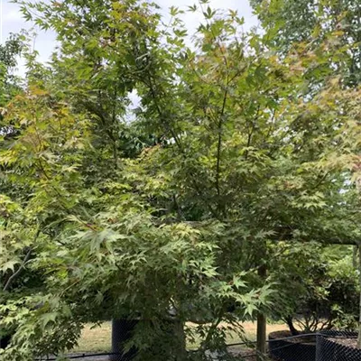 Solitär/EXC 275-300 HP24-149 3185 - Fächerahorn 'Inazuma' - Acer palmatum 'Inazuma' - Collection