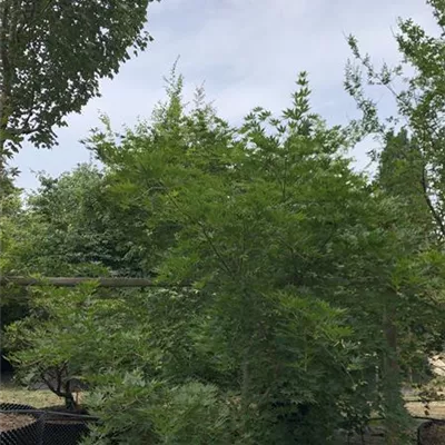 Solitär/EXC 250-275 HP24-158 2365 - Fächerahorn 'Mirte' - Acer palmatum 'Mirte' - Collection
