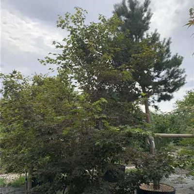 Solitäre / EXC 250-275 HP24-186 2365 - Fächerahorn 'Tsukushigata' - Acer palmatum 'Tsukushigata' - Collection