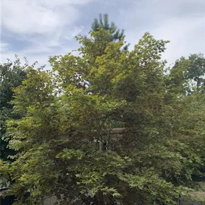 Solitäre / EXC 250-275 HP24-187 2365 - Fächerahorn 'Tsukushigata' - Acer palmatum 'Tsukushigata' - Collection